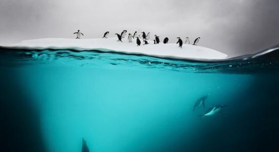水底画面中，巴布亚企鹅在南极大陆的丹科岛附近潜泳。