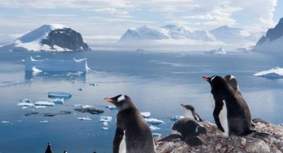 1月20日世界企鹅日：国家地理编辑精选最喜欢的企鹅图片