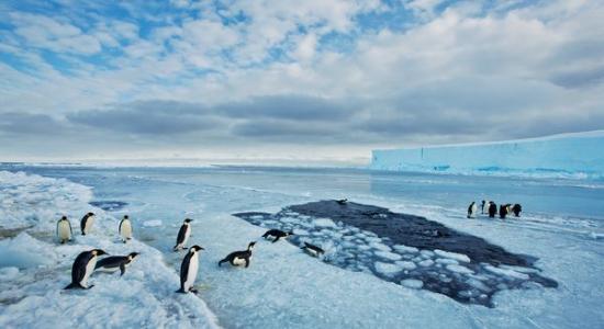 皇帝企鹅在入水之际最容易受到豹斑海豹伏击，所以它们有时会在冰孔边缘徘徊好几个小时，等待哪只大胆的同伴带头跳进海里。