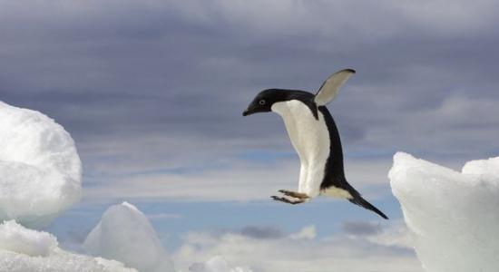 2010年，一只阿德利企鹅从南极半岛北端布朗海崖的一座冰山上腾空跃起。