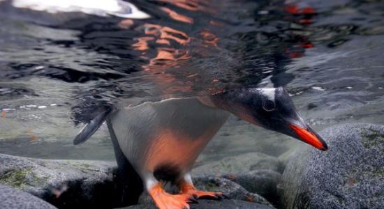 在南极洲的洛克罗伊港（Port Lockroy）一只巴布亚​​企鹅把头探到海面下张望。