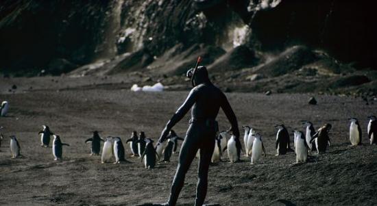 摄影师Bill Curtsinger在南极洲一群南极企鹅（帽带企鹅）旁边摇摇摆摆地走着。