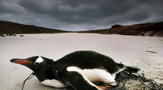 2011年，一只巴布亚​​企鹅被鱼网缠住，趴在福克兰群岛的沙滩上。