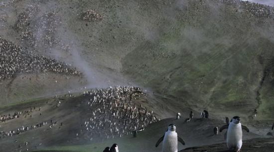 夏天繁殖季期间，群居于筑巢地的南极企鹅在贝利角（Baily Head）一带漫游。