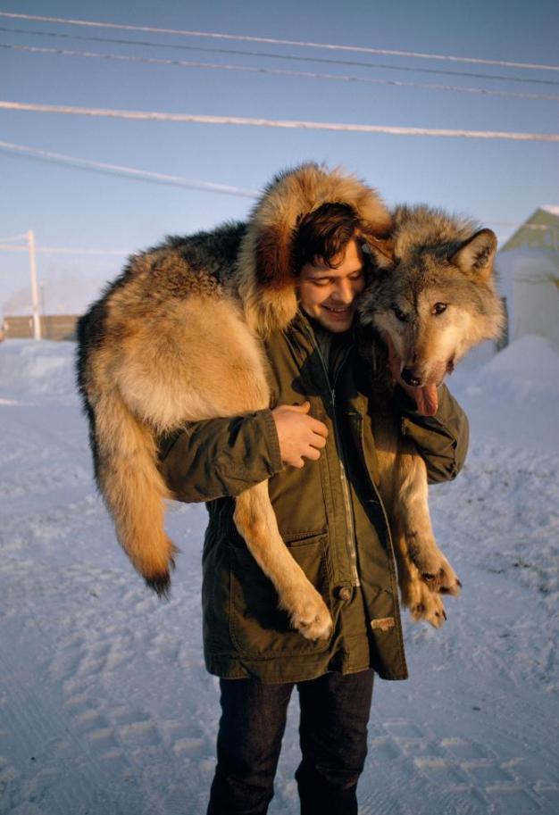 在阿拉斯加巴罗的美国海军北极研究实验室，一位研究动物生存的科学家，用肩膀扛着一只狼。 Photograph by Emory Kristof, National