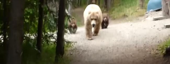 美国阿拉斯加男子郊野公园行山巧遇熊人家庭