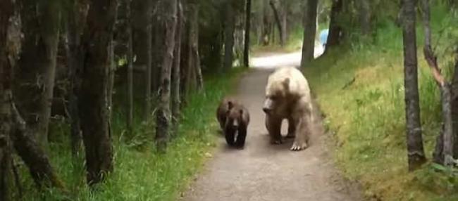 美国阿拉斯加男子郊野公园行山巧遇熊人家庭