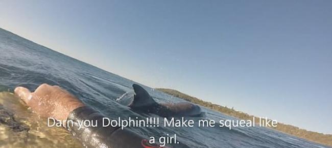 澳洲新南威尔斯省冲浪好手错把露出背鳍的海豚当成鲨鱼 吓到高分贝尖叫