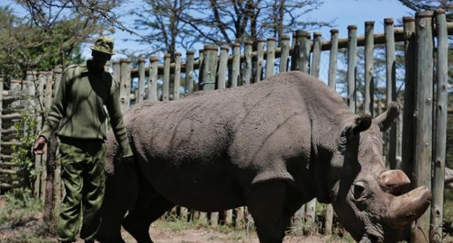 全球最后一只雄性北方白犀牛苏丹今年3月于肯尼亚逝世。