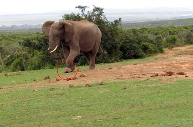 南非阿多大象国家公园大象嫌陆龟爬得慢 用脚踢对方