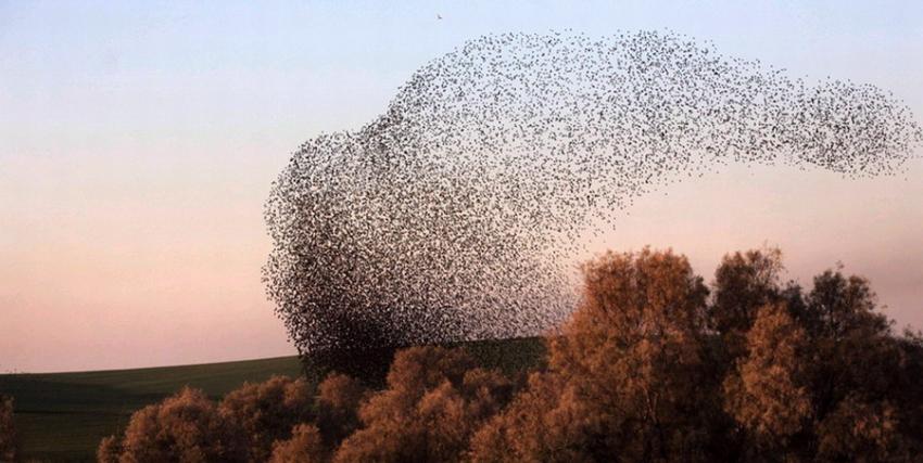 以色列内盖夫沙漠北部城镇Rahat出现一群灰椋鸟，正值日落时分，它们在空中飞舞，组成各种图形，场面及其壮观。