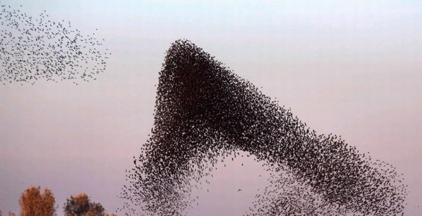 以色列内盖夫沙漠北部城镇Rahat出现一群灰椋鸟，正值日落时分，它们在空中飞舞，组成各种图形，场面及其壮观。