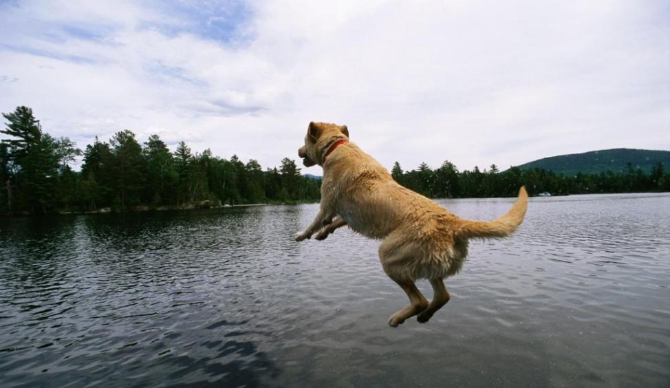 作者表示，狗狗非常清楚我们是谁，而且常常都是很开心的，就像缅因州麋头湖的这只拉不拉多猎犬一样。 Photograph by Heather Perry, Nat