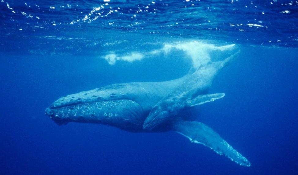 一只大翅鲸妈妈带着宝宝在茂伊岛附近海域潜游。有人目击大翅鲸用背拂开一只海豹，把它带离想吃海豹的杀人鲸。 Photograph by Wolcott Henry,