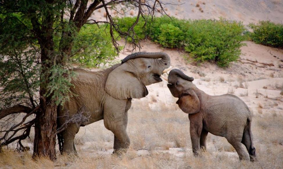 纳米比亚达马拉兰的大象在玩耍。 「研究人员花了几十年时间观察这些动物，也看出了鲜明的个性。」作者卡尔‧萨非纳写道。 Photograph by Mi