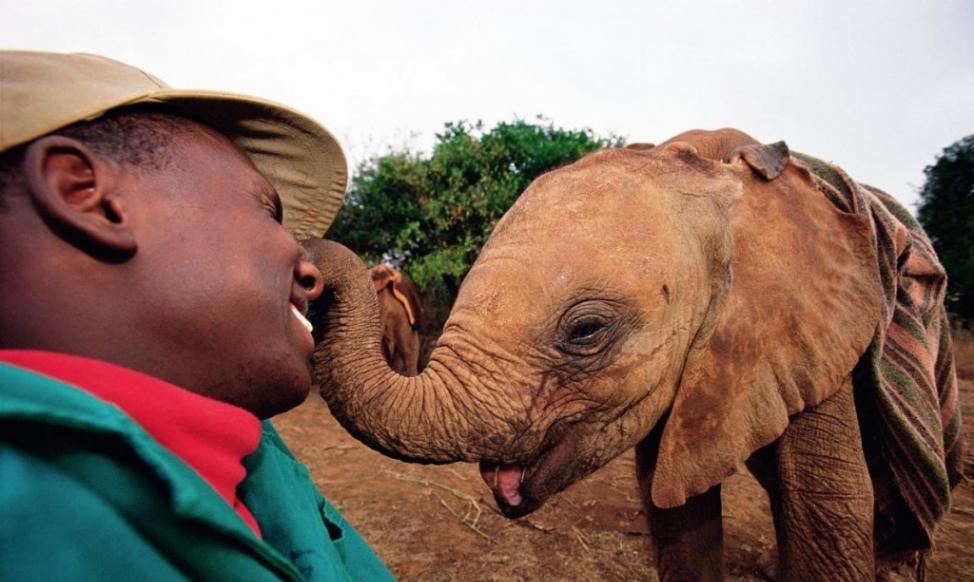 在肯亚的萨佛国家公园里，动物保育员朱利亚斯‧拉托亚和大卫‧薛德里克野生动物基金会（David Sheldrick Wildlife Tr