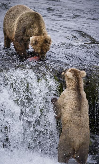 美国阿拉斯加卡特迈国家公园棕熊捕鲑鱼