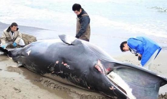 日本海沿岸福井县高滨町东三松海岸发现一具须鲸遗骸