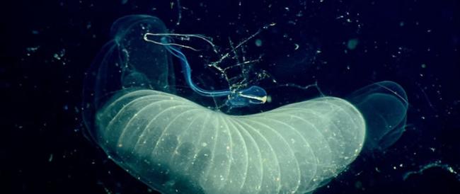 深潜技术发现小小的滤食动物对碳循环影响巨大