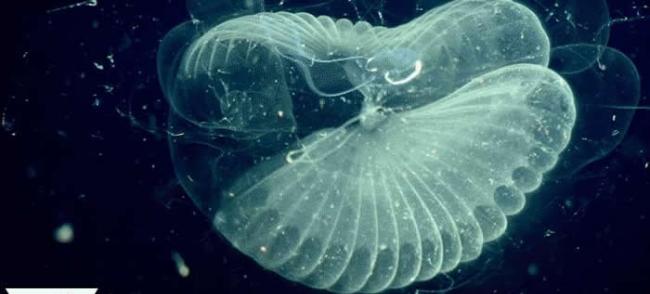 深潜技术发现小小的滤食动物对碳循环影响巨大