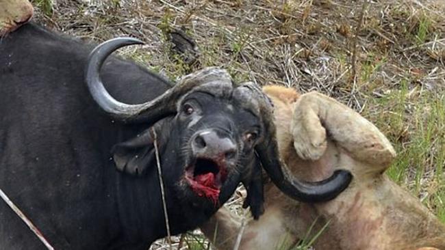 南非马拉马拉动物保护区大水牛被围攻 将尖角狠狠刺进狮子腋下