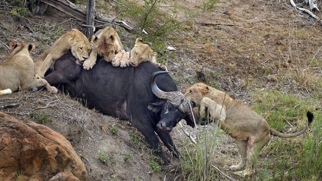 南非马拉马拉动物保护区大水牛被围攻 将尖角狠狠刺进狮子腋下