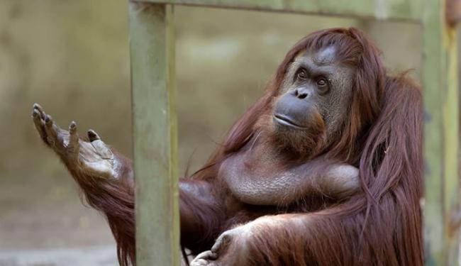 “人工饲养让动物健康情况变糟”阿根廷140年动物园宣布关闭