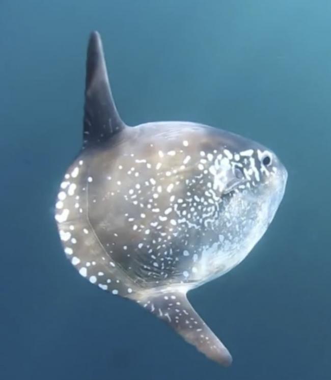 新西兰证实太阳鱼（翻车鱼）新种“骗子太阳鱼” 130年来首次