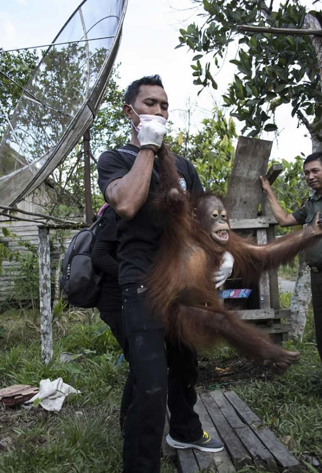 印尼红毛猩猩受困木箱2年 获救后不敢看人类