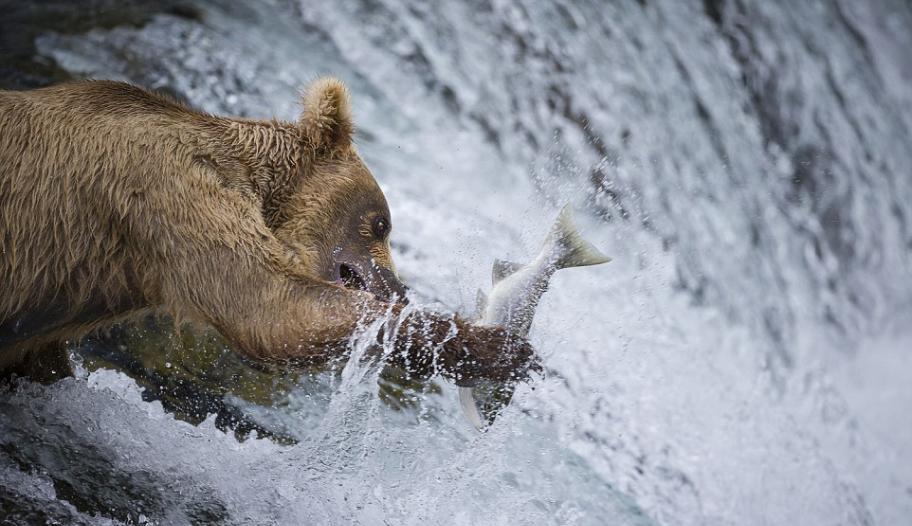 美国阿拉斯加卡特迈国家公园棕熊捕鲑鱼