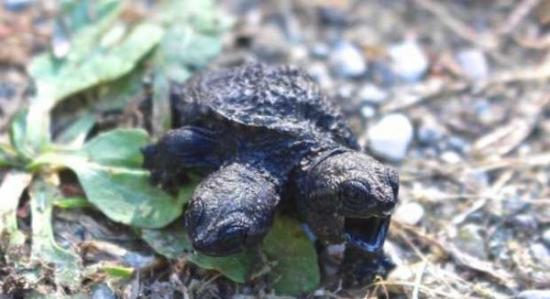 美国缅因州妇人在自家附近救了一只小乌龟 回家一看伸出两个龟头
