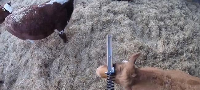 英国农场“身痕”牛在墙上找到金属棒当作“不求人”抓痒