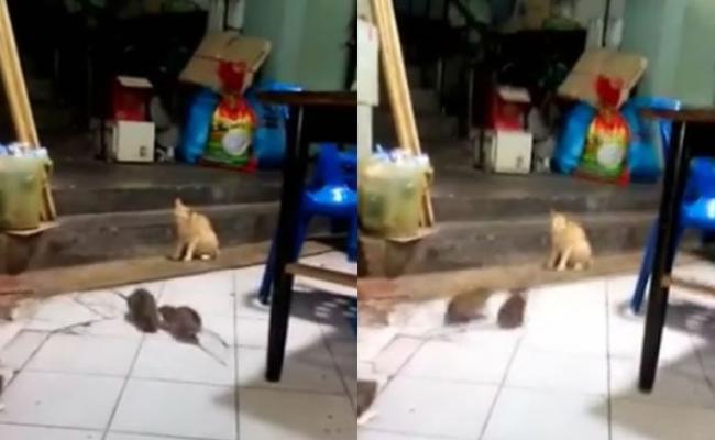 隔岸观火：泰国两只大老鼠打斗 一只猫在旁边看热闹