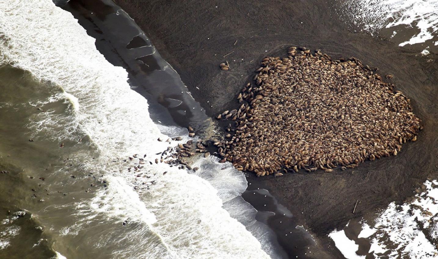 美国阿拉斯加州的波因特莱海岸聚集了大约3.5万只海象