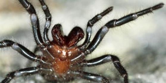 漏斗网蜘蛛虽有红色色素的基因，但一般不会外显。