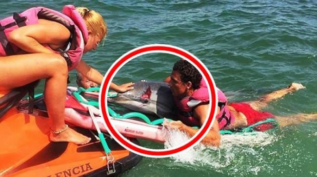 海豚（红圈示）的头上有明显伤痕。