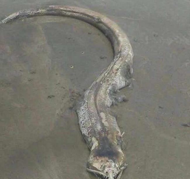 墨西哥泥滩惊现“海怪” 怪鱼尖齿满布眼球转动