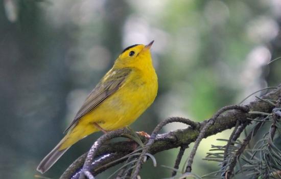 羽毛上的DNA提供关于鸟类迁徙的新线索
