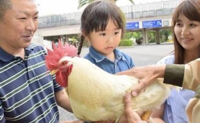 日本奇迹之鸡“正弘”三度神奇逃过被吃命运
