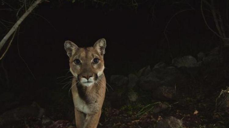 美国洛杉矶圣塔莫尼卡山脉国家公园远程摄像头追踪到数只野生狮子幼崽