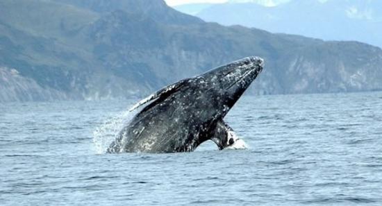 灰鲸Varvara打破哺乳动物迁徙距离最远的纪录