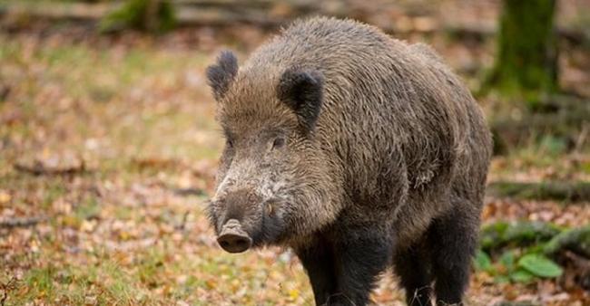 日本近来因为野猪数量暴增，导致当地农作物受损严重，为了减少损失，政府悬赏重金号召猎人进行捕杀。（示意图）