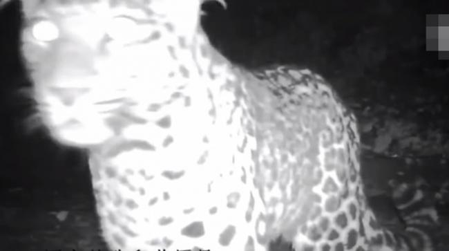 红外线触发相机网络等器材拍下华北豹在夜间出活的景象。