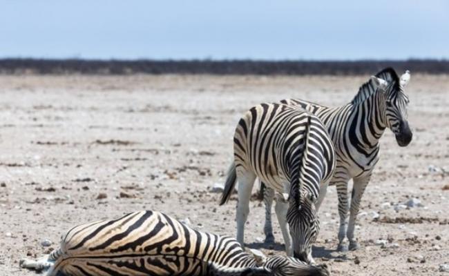 非洲国家纳米比亚国家公园雌性斑马离世 丈夫不愿离开