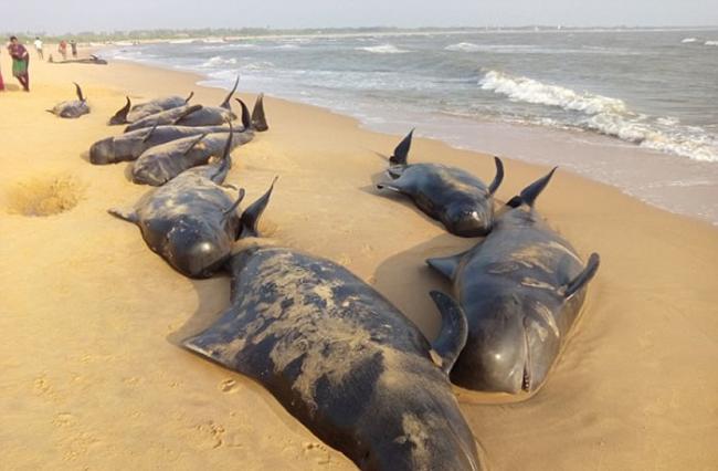 印度南部海滩有50多头鲸鱼搁浅