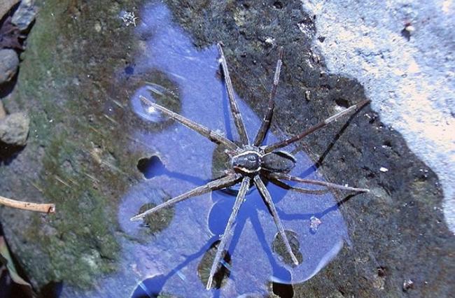 澳洲东海岸淡水中发现新品种蜘蛛“Dolomedes briangreenei” 能潜水捕鱼