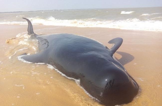 印度南部海滩有50多头鲸鱼搁浅