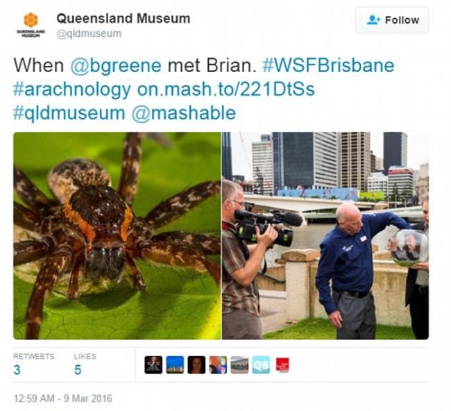 澳洲东海岸淡水中发现新品种蜘蛛“Dolomedes briangreenei” 能潜水捕鱼