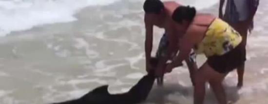 墨西哥尤卡坦州沙滩游客帮助搁浅海豚重回大海