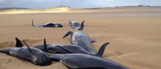 爱尔兰13条领航鲸在海滩搁浅